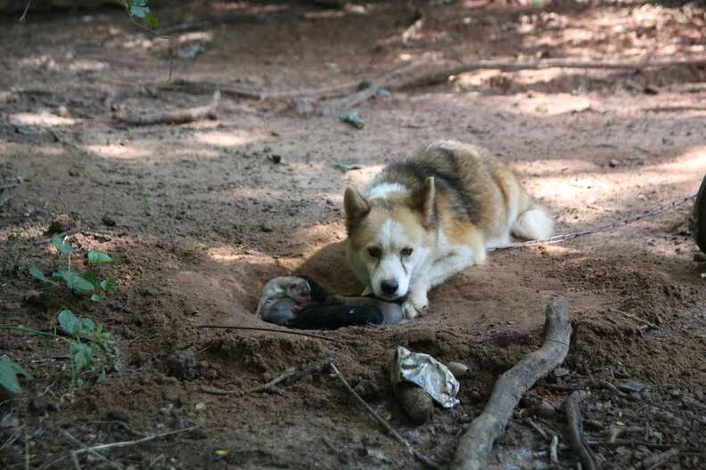 Chained dog protecting newborn puppies