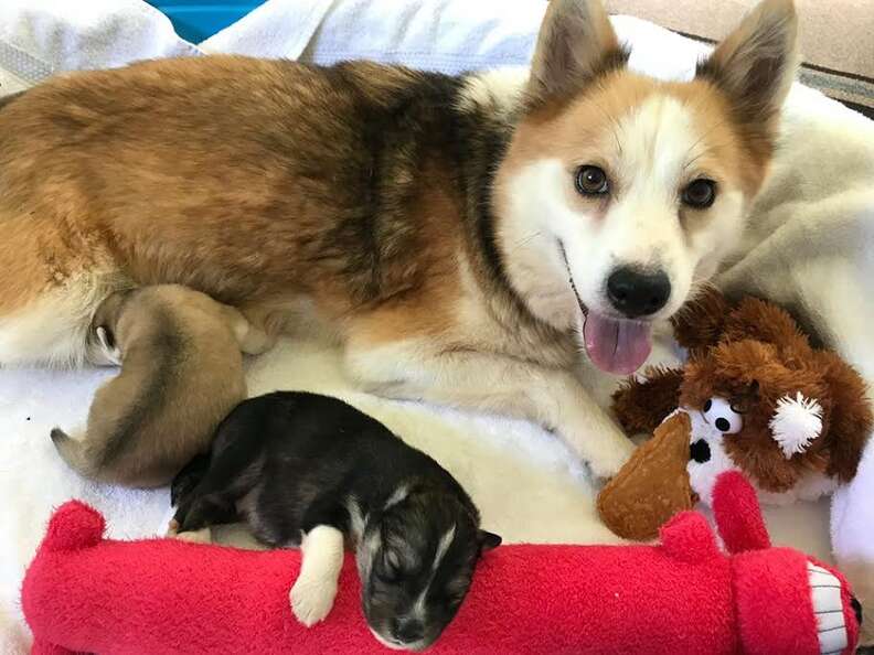 Mother dog with one of her puppies