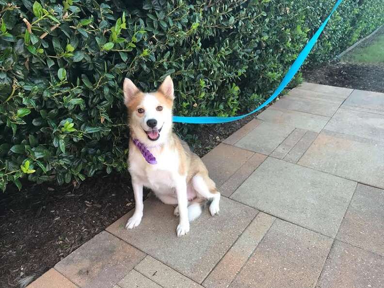 Rescue dog smiling at forever home