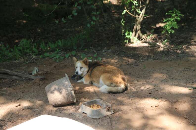 Chained dog trying to protect her puppies