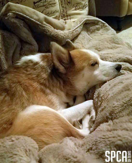 Rescued dog sleeping on dog bed