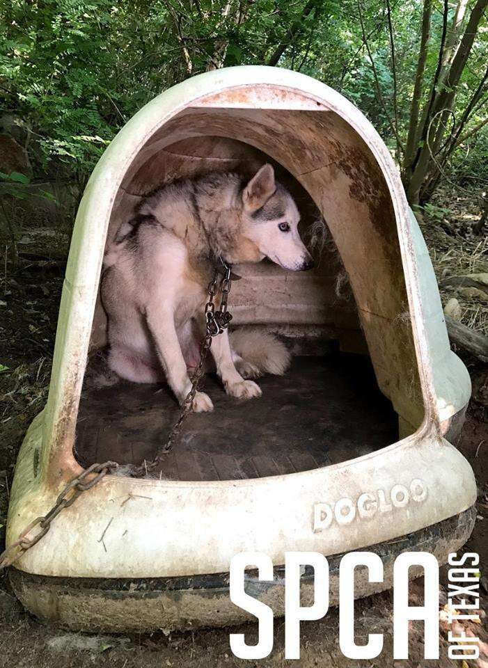 Neglected husky inside makeshift shelter