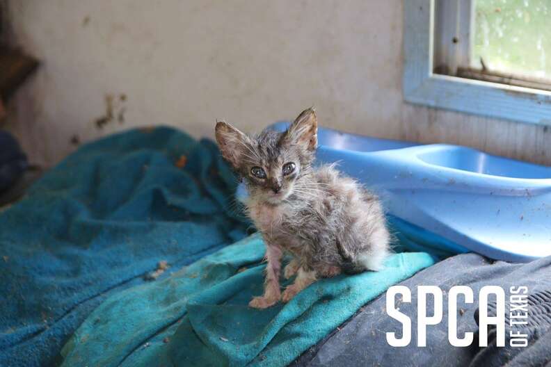 Kitten rescued from hoarder's property