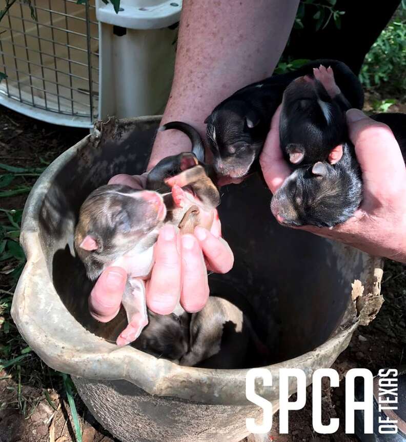 People holding rescued puppies in their hands