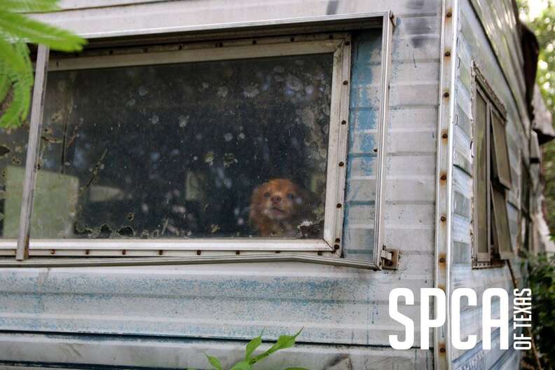 Neglected dog inside old house