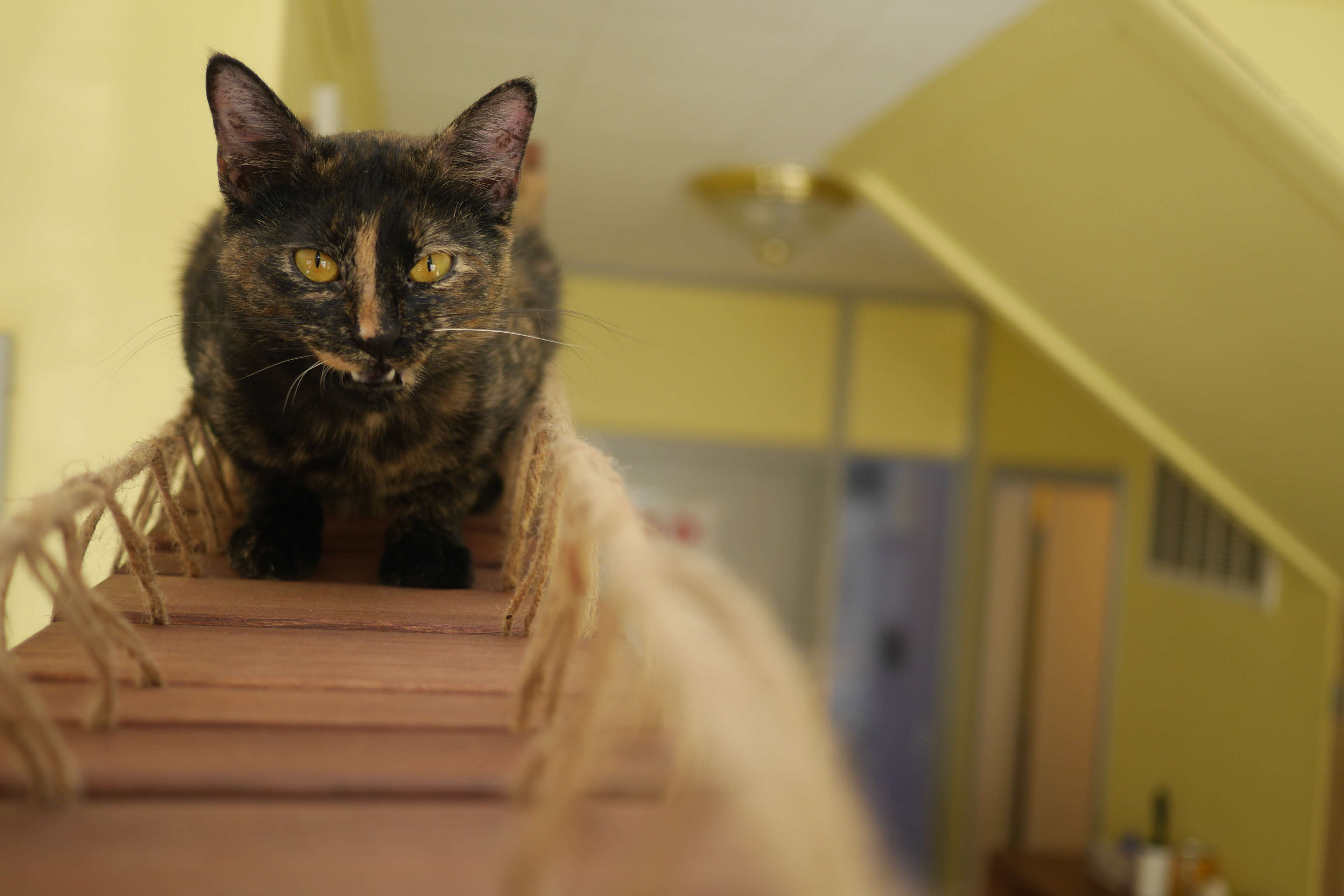 Adoptable tortoiseshell cat saved from Hurricane Harvey
