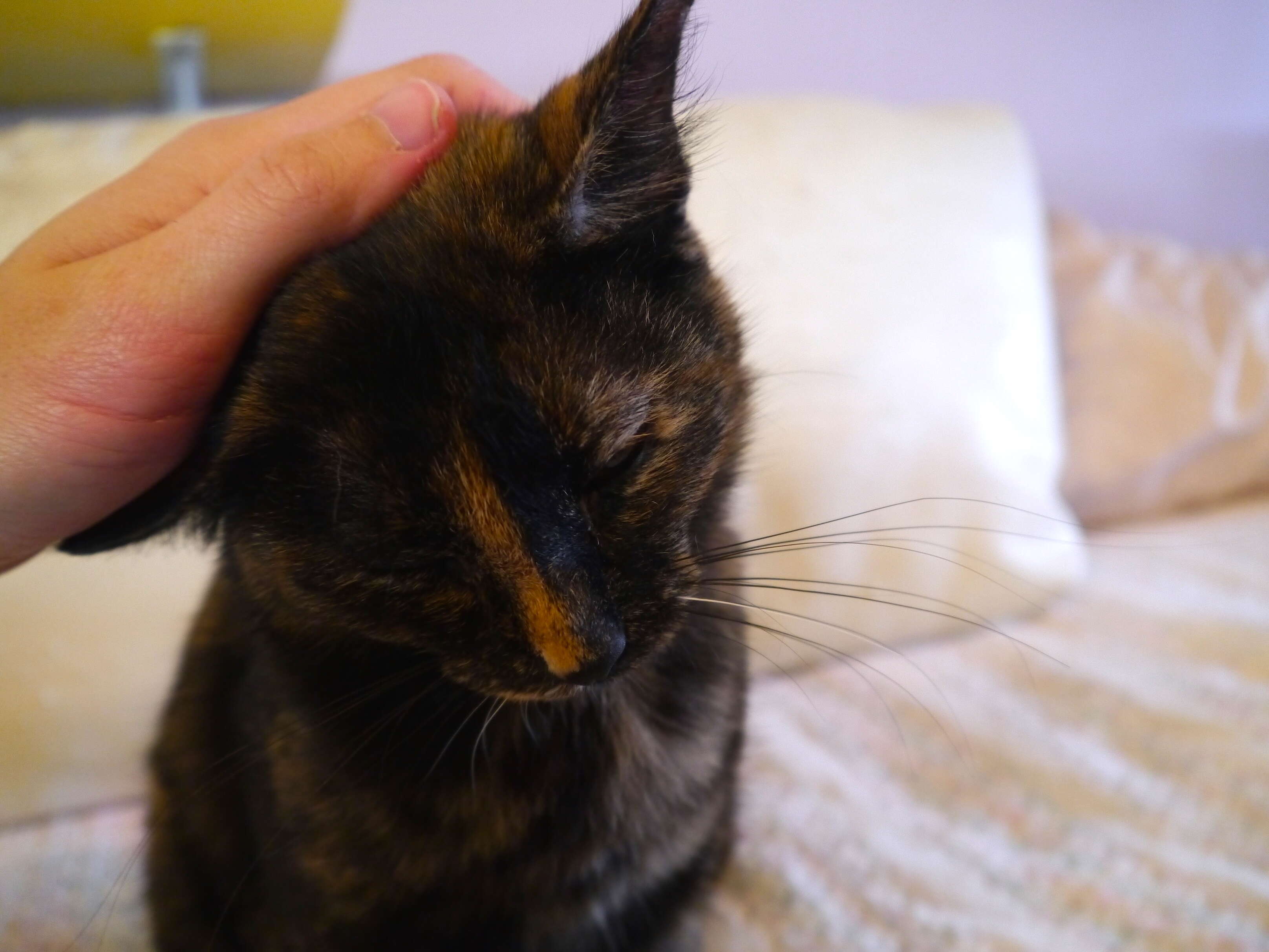 Adoptable cat saved during Hurricane Harvey