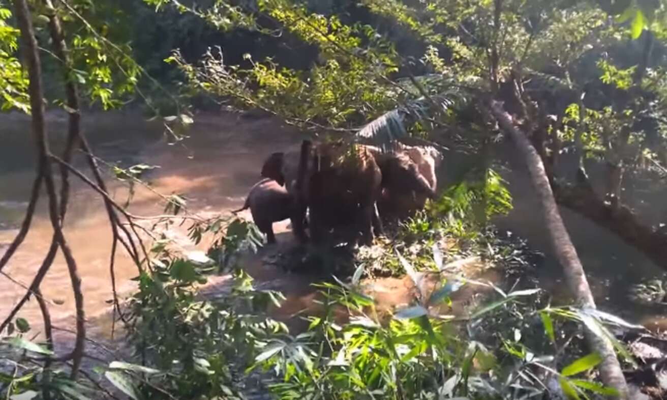 Elephant Family Rushes To Reunite With Baby Freed From Ditch - The Dodo