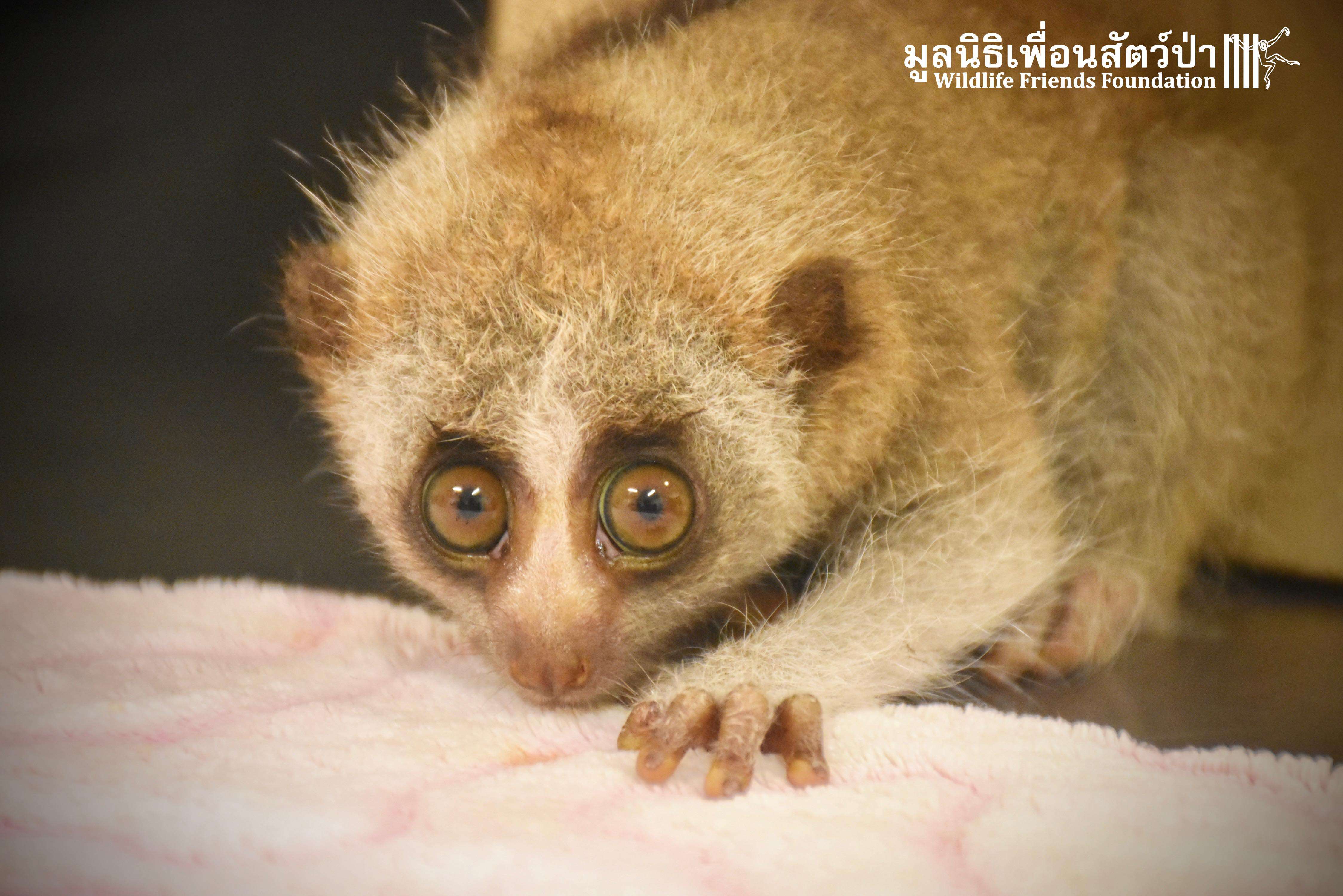 Slow loris saved from Thailand restaurant