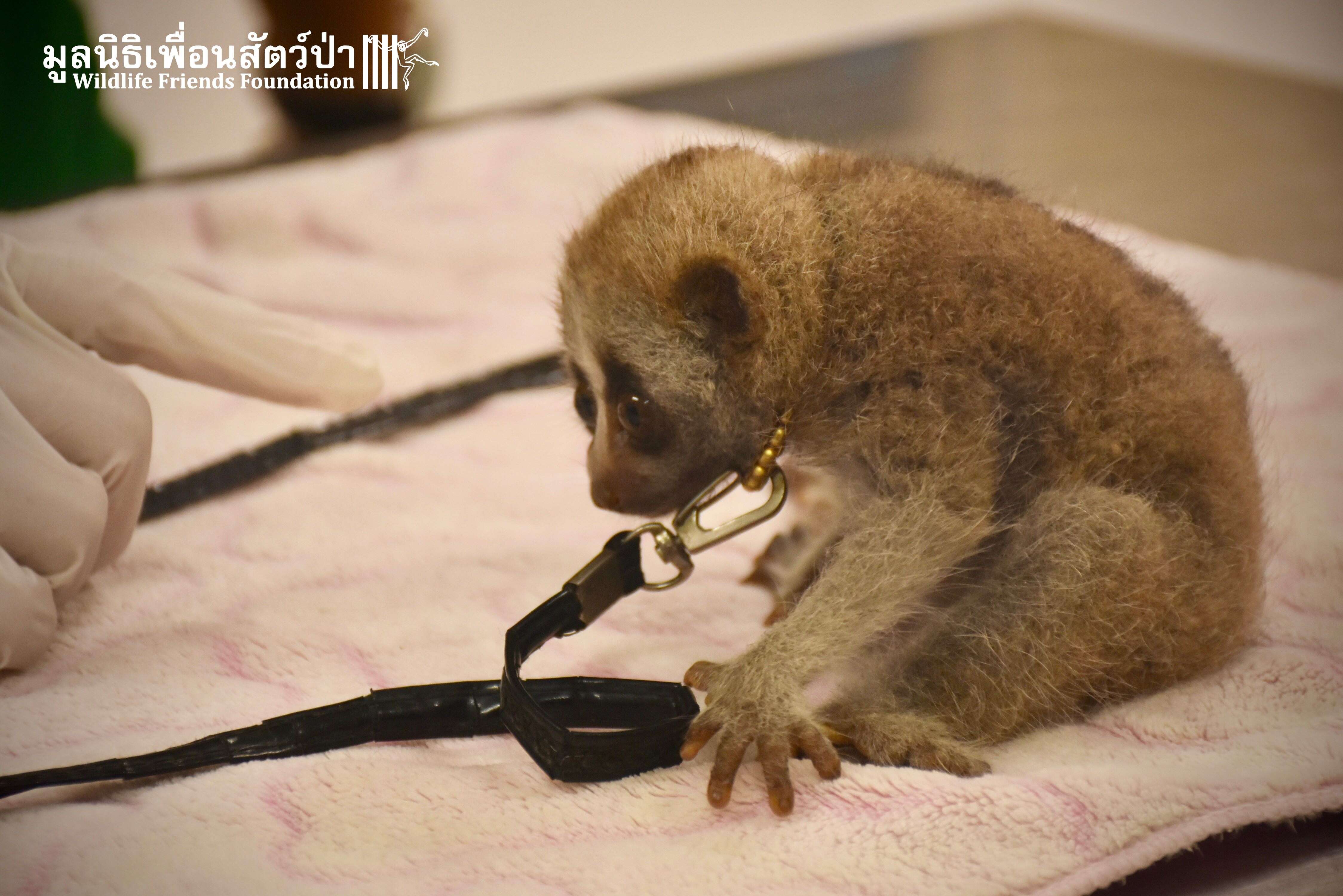 Wild slow loris rescued from restaurant in Thailand