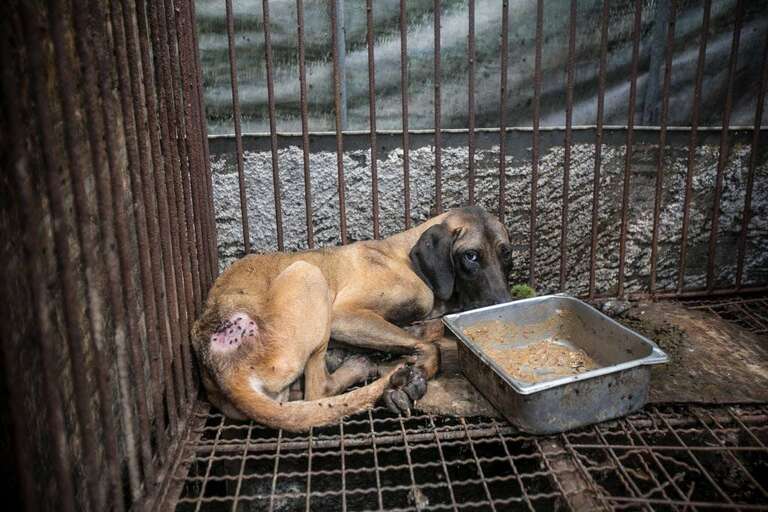 170 Animals Rescued In Massive Dog Meat Farm Shutdown The Dodo