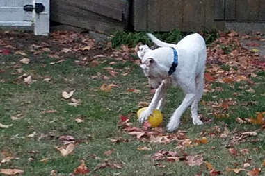 Adam playing in the yard