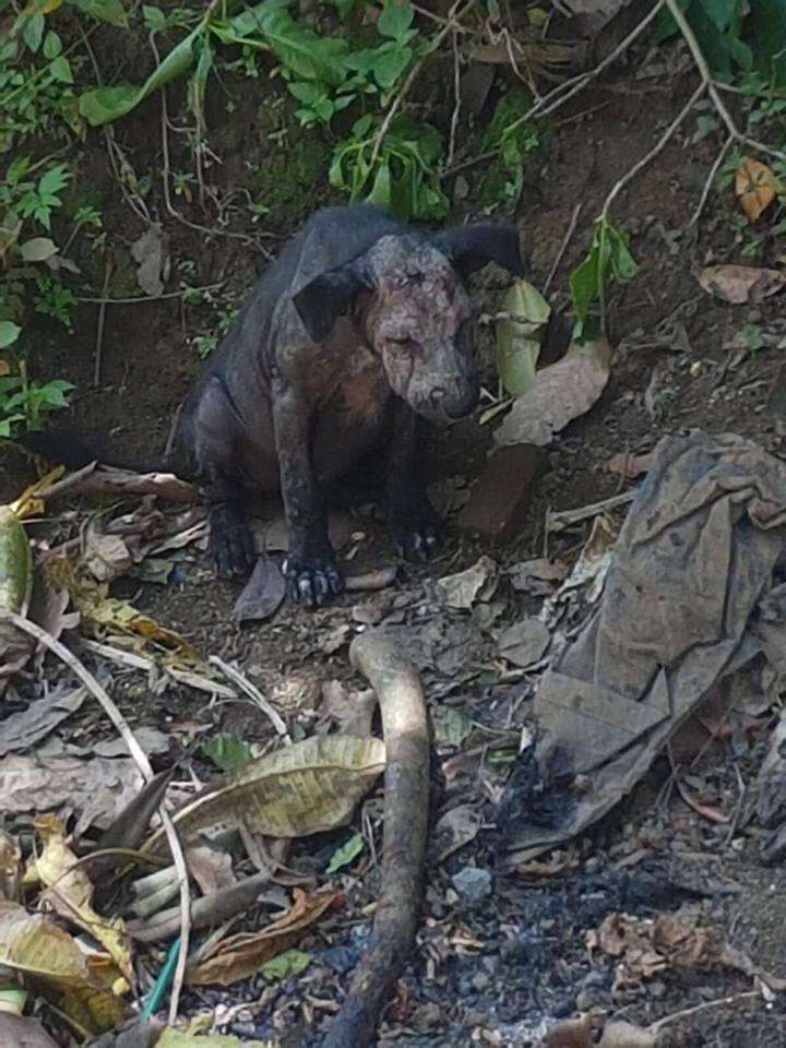 Sick, scared Bali dog hiding in a garden in Indonesia
