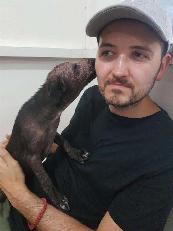 Sick dog kissing man's cheek