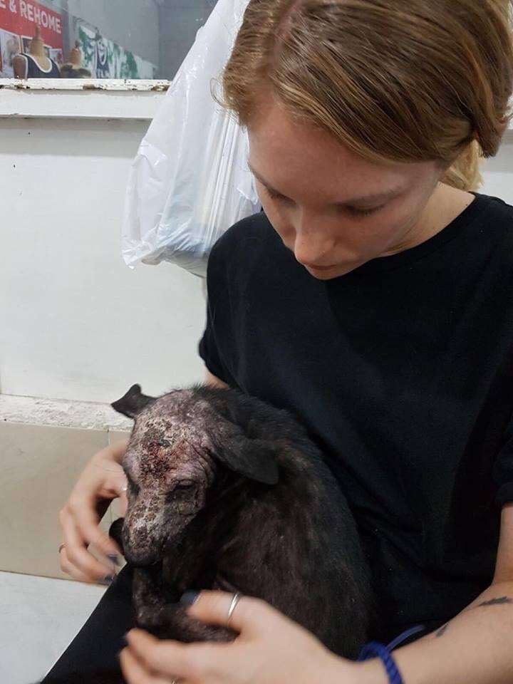 Woman holding sick dog at the vet