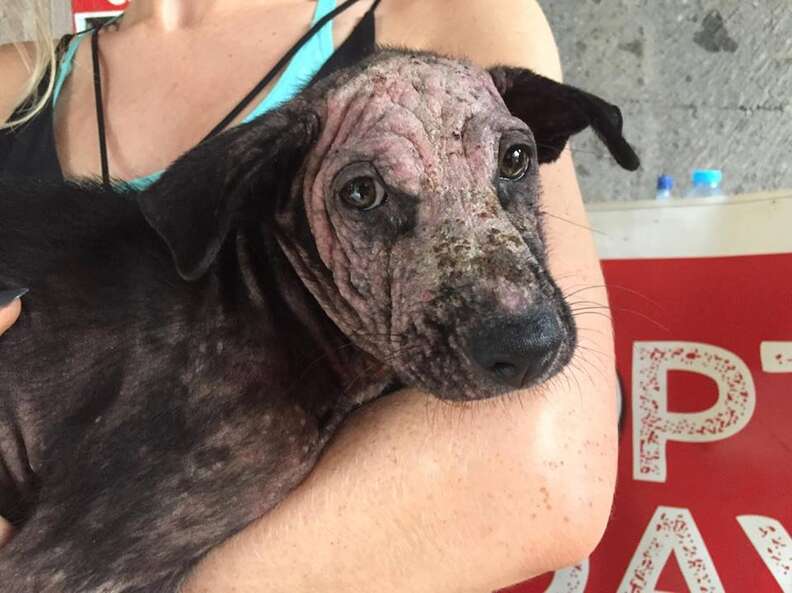 Woman holding rescued dog with mange in her arms