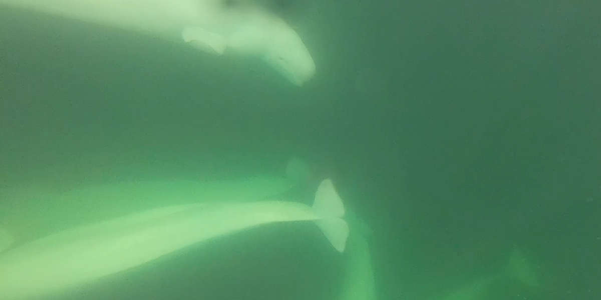 Beluga Whales Are Totally Enchanted With Diver's Singing - Videos - The
