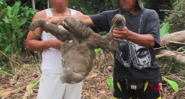 Sloth being stolen from the forest to be sold at market