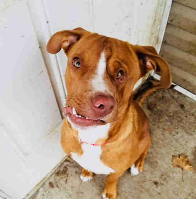 Rescue Dog With Crooked Face Has Unique Personality To Match - The Dodo