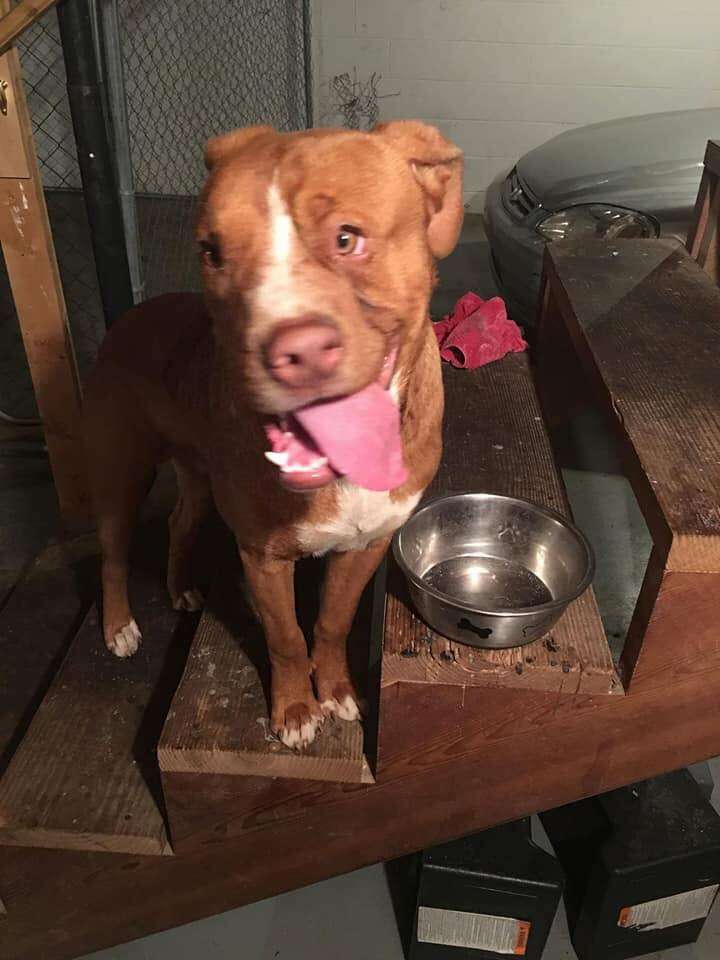 Rescue dog with crooked face sitting on stairs