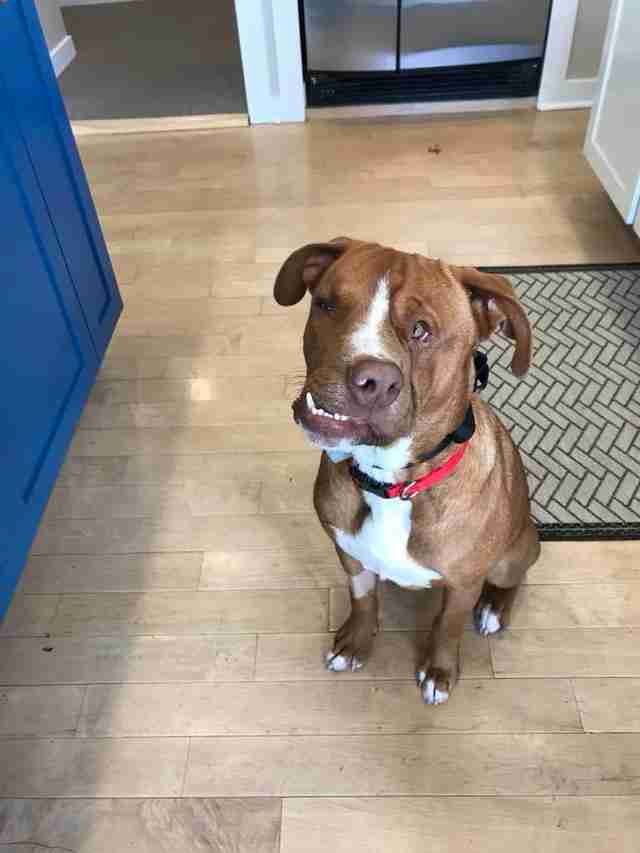 Rescue Dog With Crooked Face Has Unique Personality To Match - The Dodo