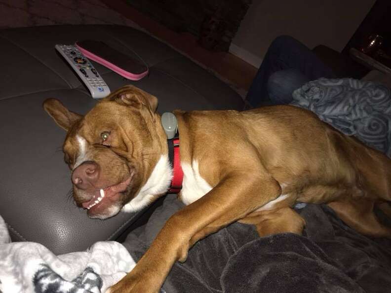 Dog with crooked face lying on couch