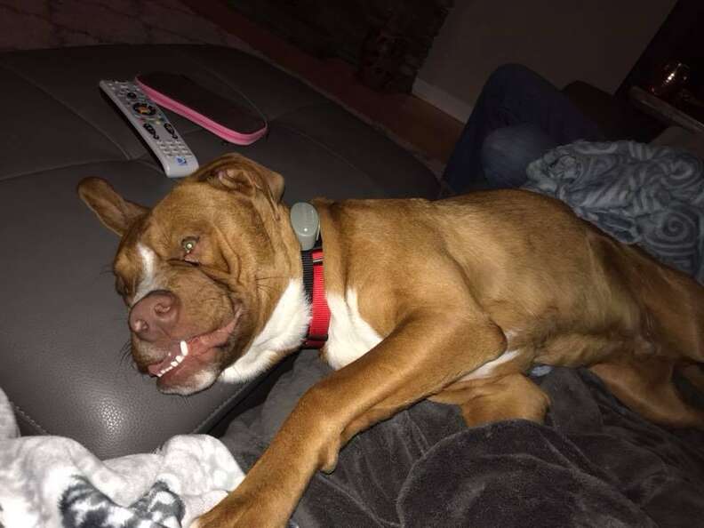 Rescue Dog With Crooked Face Has Unique Personality To Match - The Dodo