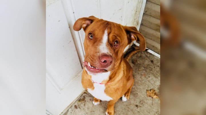 Rescue Dog With Crooked Face Has Unique Personality To Match - The Dodo