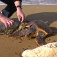 Guys Save Sea Turtle Tangled In Trash On The Beach