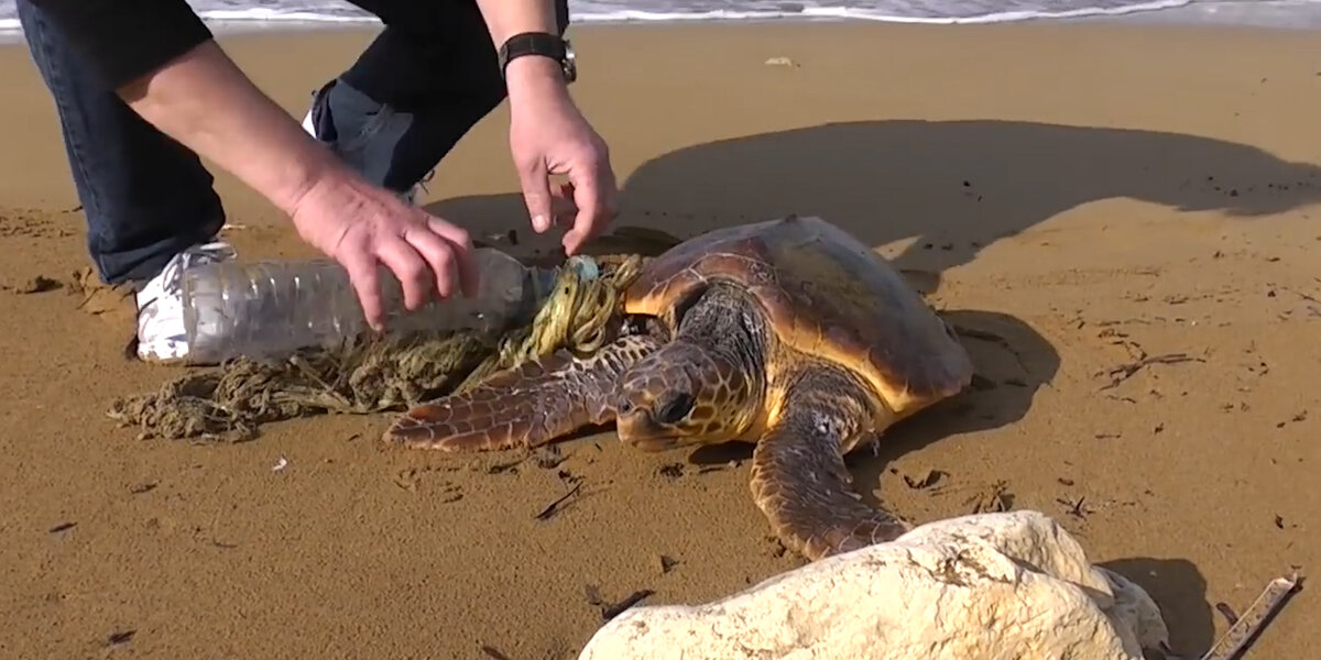 Guys Save Sea Turtle Tangled In Trash On The Beach - Videos - The Dodo