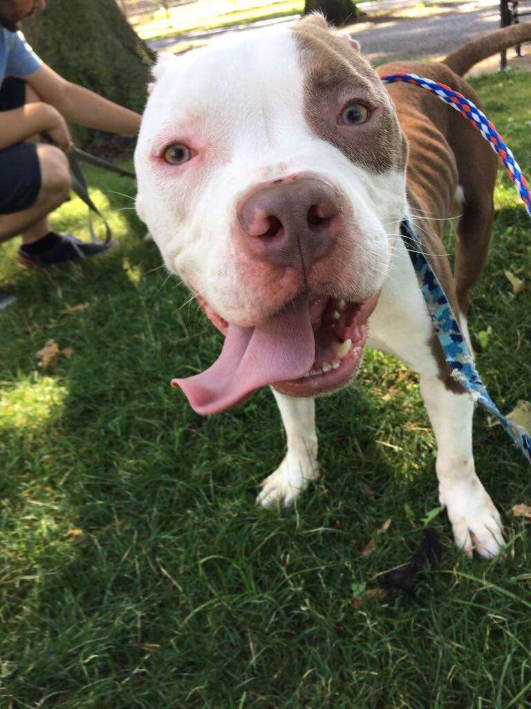 pit bull rescue new york