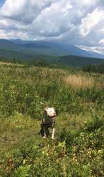 rescue pit bull adoption new hampshire