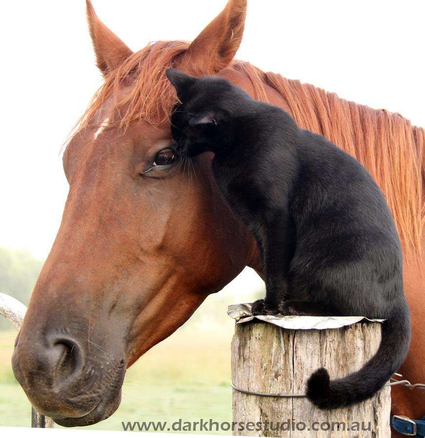 cat and horse best friends