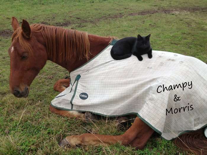 cat and horse best friends