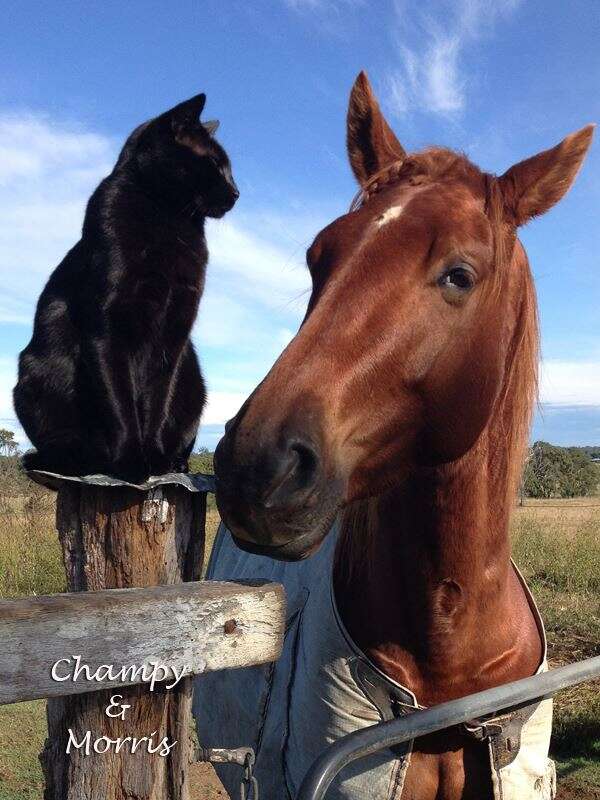 cat and horse best friends