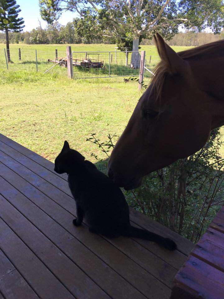 horse and cat best friends