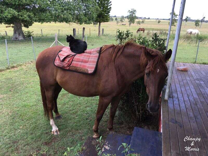 cat and horse best friends