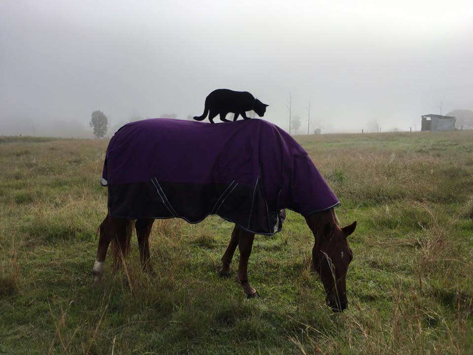 cat and horse best friends