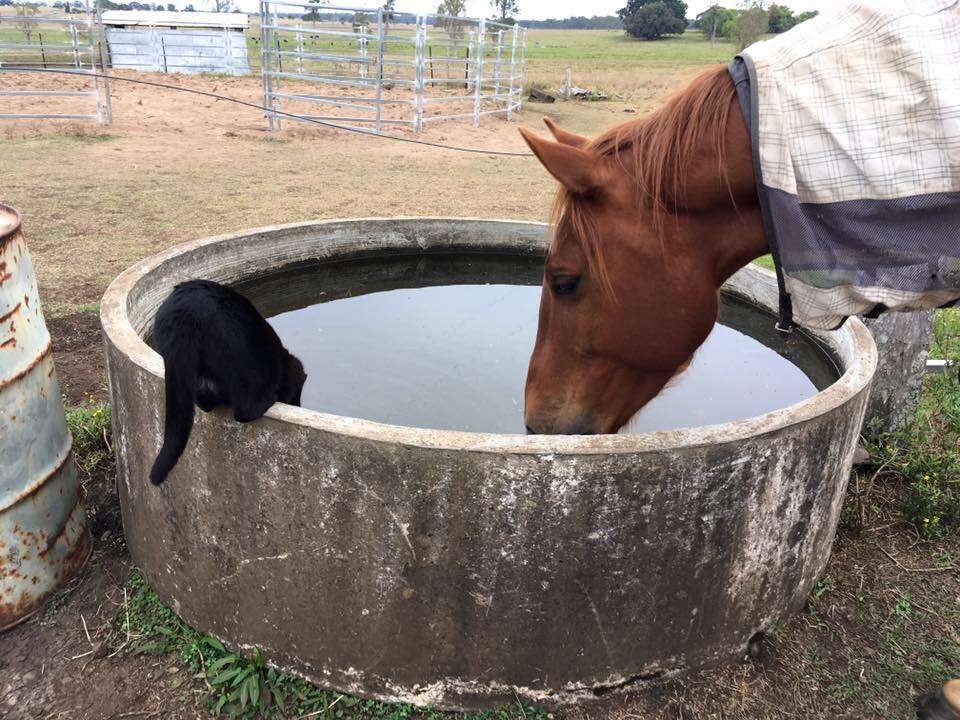 cat and horse best friends