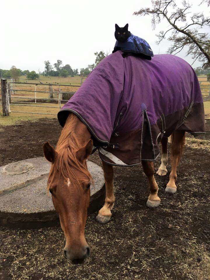 cat and horse best friends