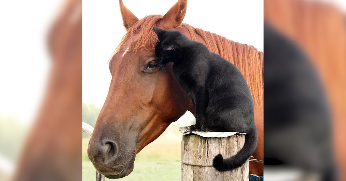 Horse Befriends Shy Shelter Cat And Now They're Inseparable The Dodo