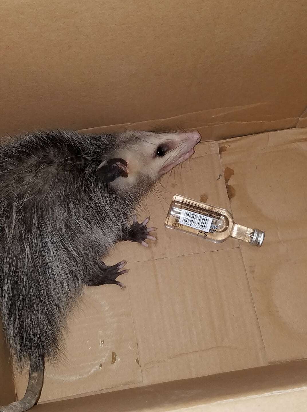 Wild opossum found tipsy in liquor store