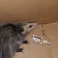 Opossum Breaks Into Liquor Store And Takes Full Advantage