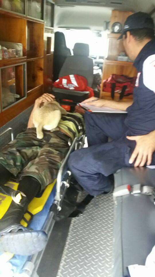 Dog lying on top of owner in ambulance