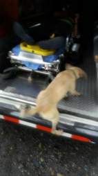 Dog jumping into ambulance in Costa Rica