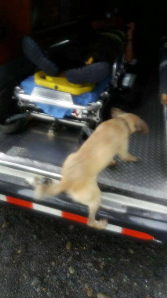 Dog jumping into ambulance in Costa Rica