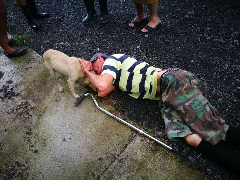 Dog with injured owner lying on ground