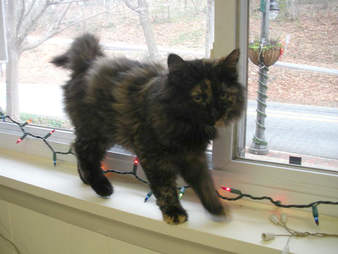 lost kitten north carolina