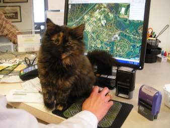 lost kitten north carolina