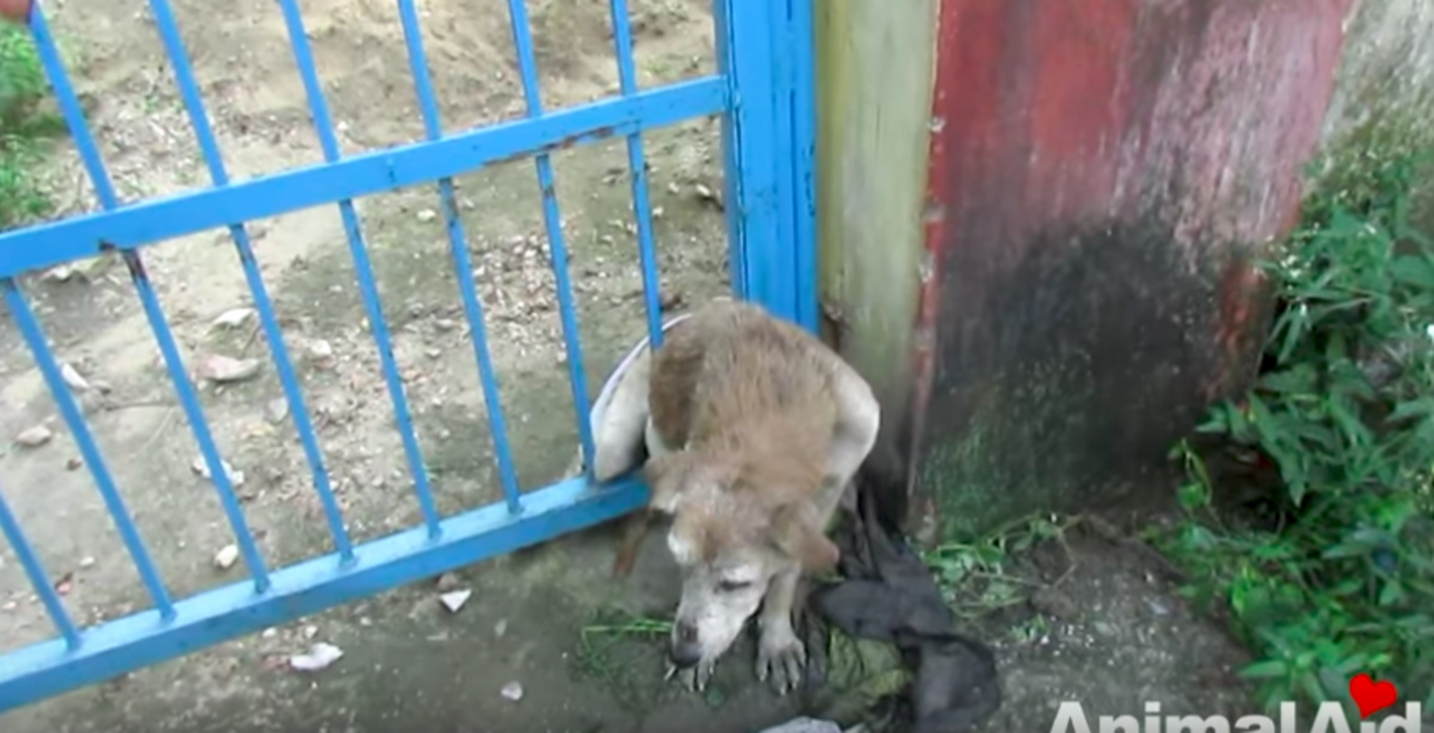 Injured Senior Dog Gets Stuck In Gate While Looking For Help - The Dodo